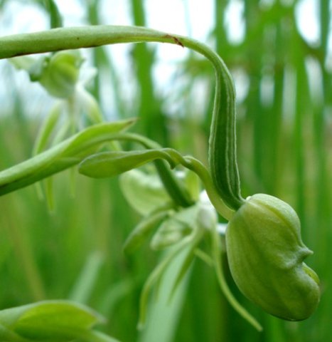 Habenaria schimperiana bud