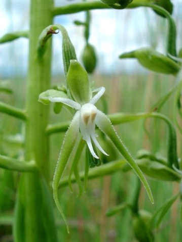 Habenaria schimperiana flower