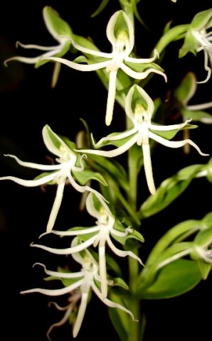 Habenaria transvaalensis inflorescence