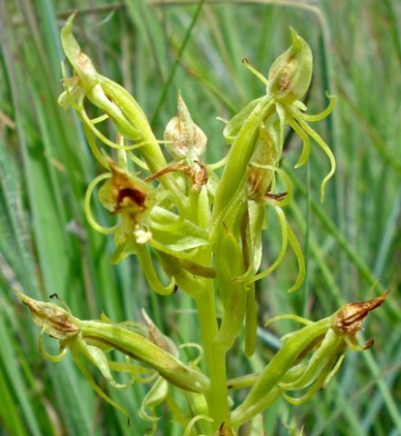 Habenaria tysonii