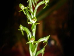 Habenaria arenaria