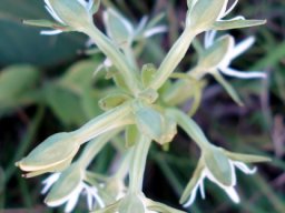 Habenaria barbertoni from above