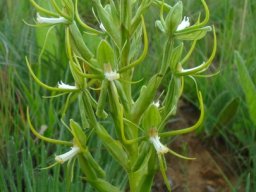 Habenaria clavata