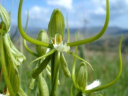 Habenaria clavata petal lobes raised