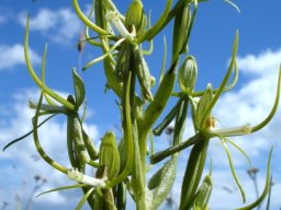 Habenaria clavata inflorescence