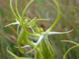 Habenaria cornuta