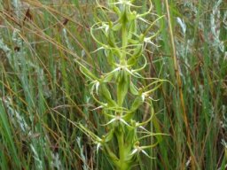 Habenaria cornuta in the grass