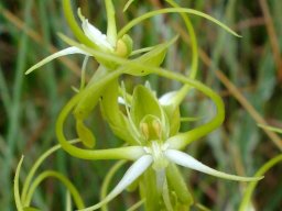 Habenaria cornuta grabbing