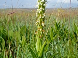 Habenaria dives in grass