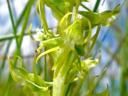 Habenaria dregeana flower