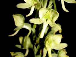 Habenaria epipactidea flowers