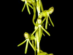 Habenaria filicornis flowers