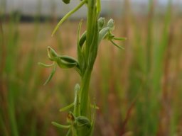 Habenaria filicornis green threads