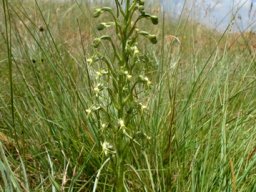 Habenaria galpinii