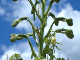 Habenaria galpinii arching flowers