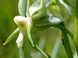 Habenaria galpinii flower profile