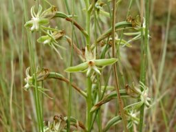Habenaria humilior inflorescence