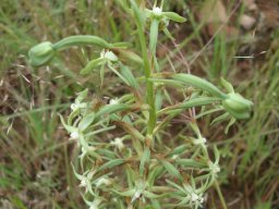 Habenaria humilior