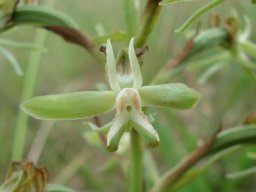 Habenaria humilior flower