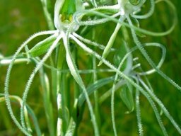 Habenaria