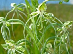 Habenaria kraenzliniana buds and flowers