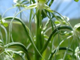 Habenaria kraenzliniana flower