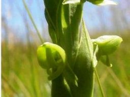 Habenaria laevigata flower