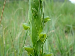 Habenaria laevigata bracts