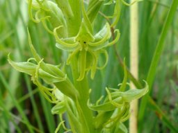 Habenaria lithophila flowers