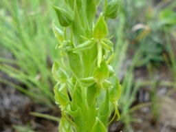 Habenaria lithophila inflorescence