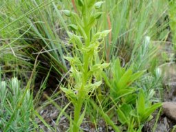 Habenaria lithophila