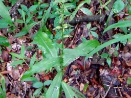 Habenaria malacophylla leaves