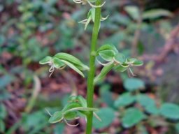 Habenaria malacophylla