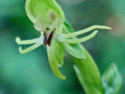 Habenaria malacophylla flower