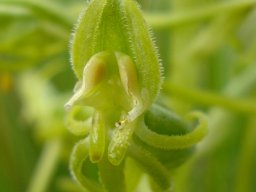Habenaria mossii floral hairs
