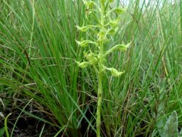 Habenaria mossii leaves