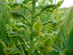 Habenaria mossii