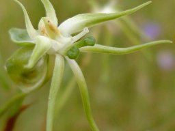 Habenaria nyikana subsp. nyikana pointing everywhere