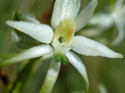 Habenaria nyikana subsp. nyikana flower
