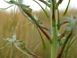 Habenaria nyikana subsp. nyikana spurs