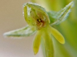Habenaria pseudociliosa flower