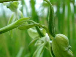 Habenaria schimperiana bud