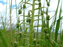 Habenaria schimperiana raceme of buds