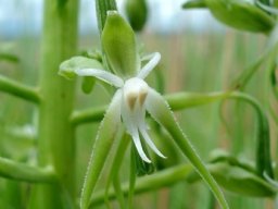Habenaria schimperiana flower