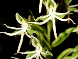 Habenaria transvaalensis inflorescence
