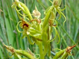 Habenaria tysonii