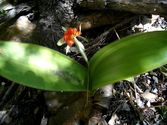 Haemanthus albiflos bearing red fruit