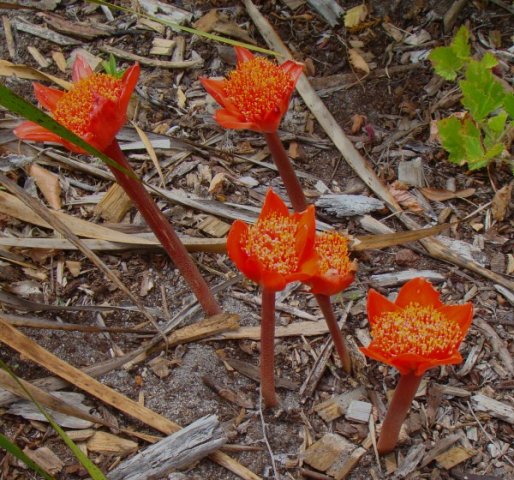Haemanthus coccineus