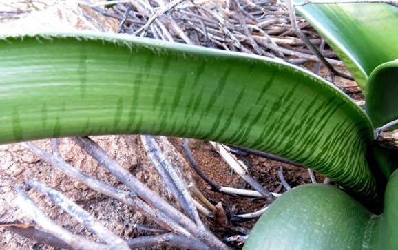 Haemanthus coccineus leaves
