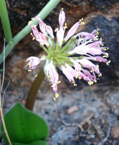 Haemanthus humilis